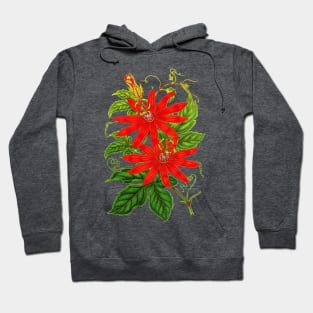 Passiflora vitifolia - Botanical Illustration Hoodie